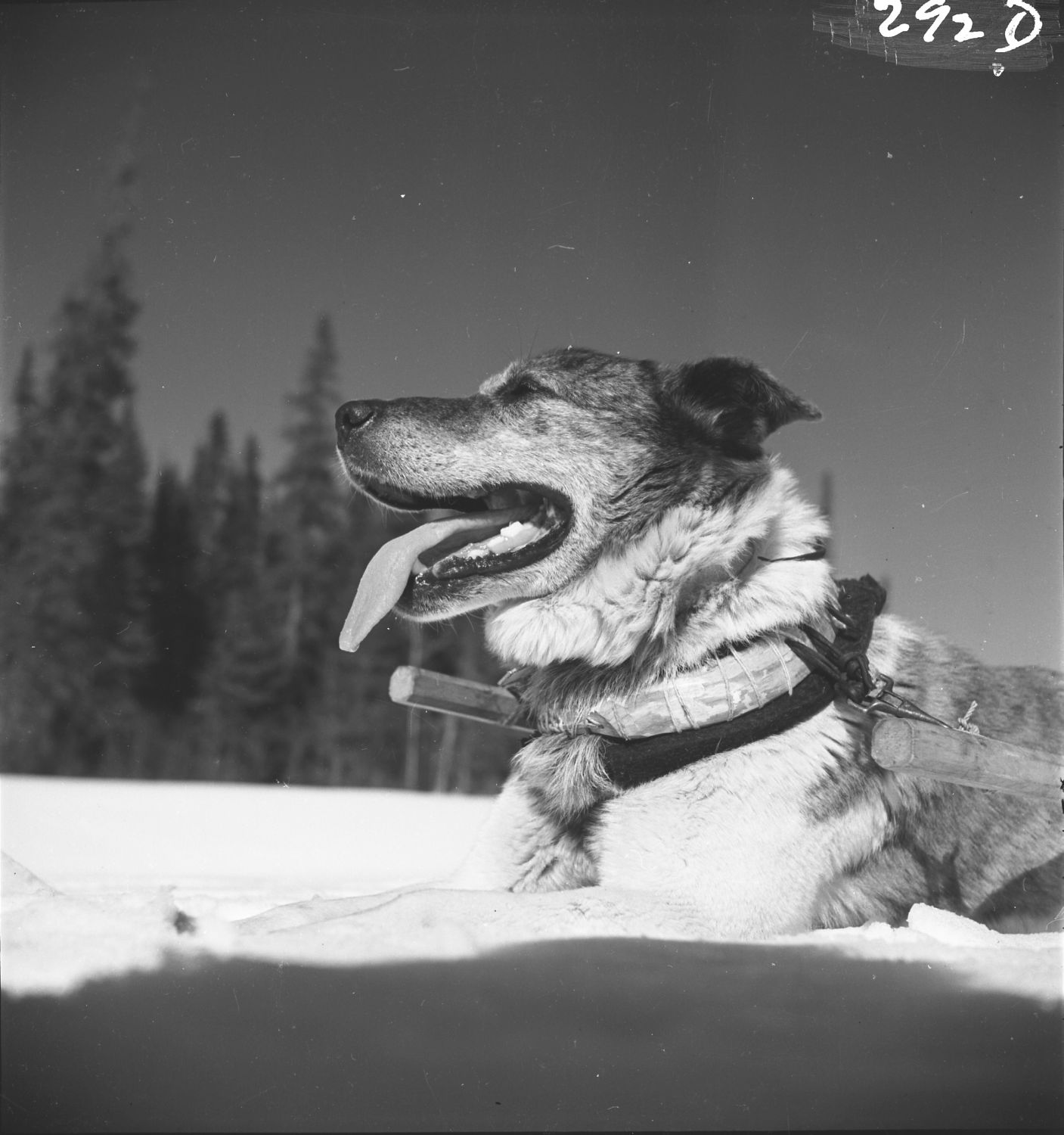 Un chien de traîneaux avec son attelage.