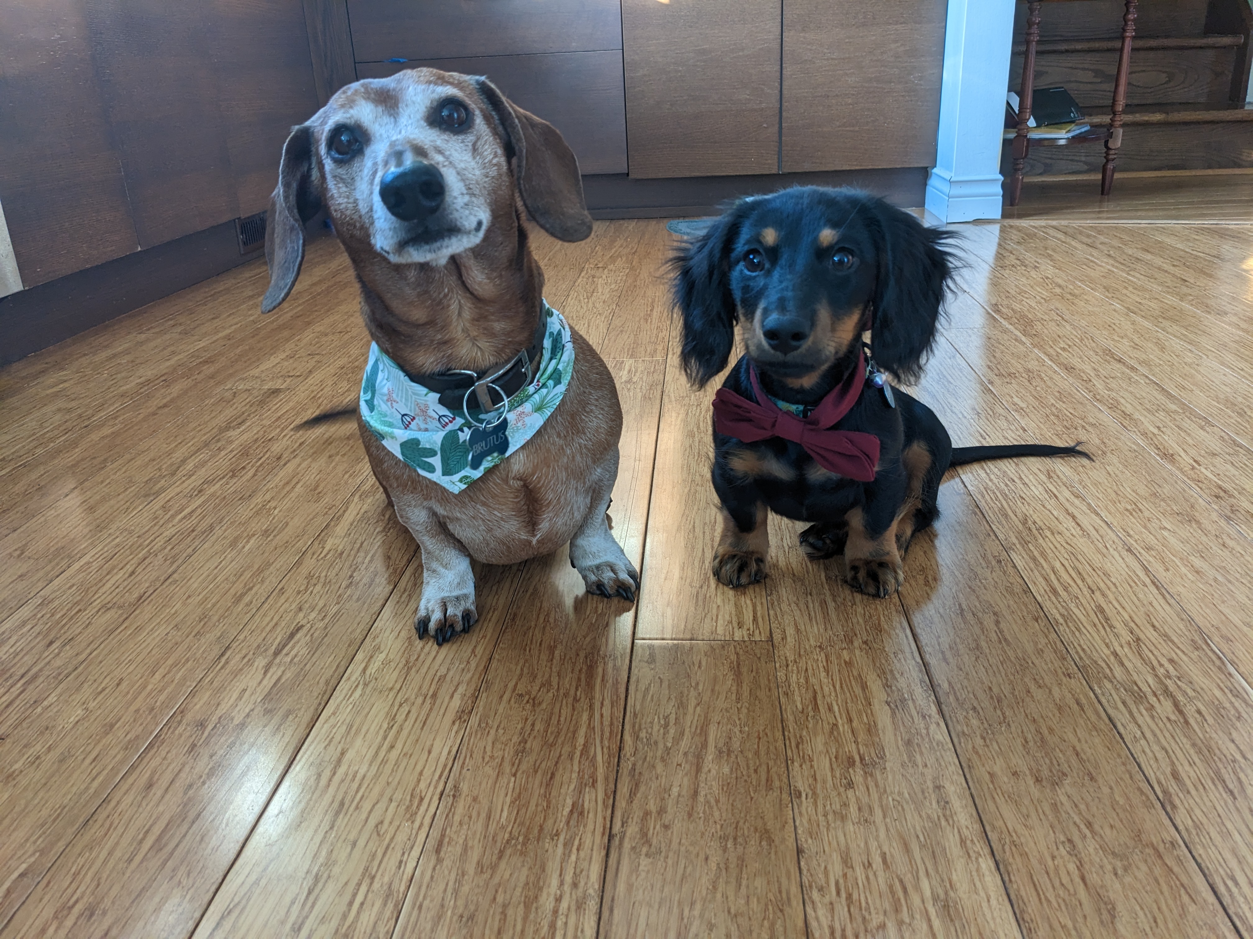Deux petits chiens, l'un portant un foulard, l'autre un nœud papillon.