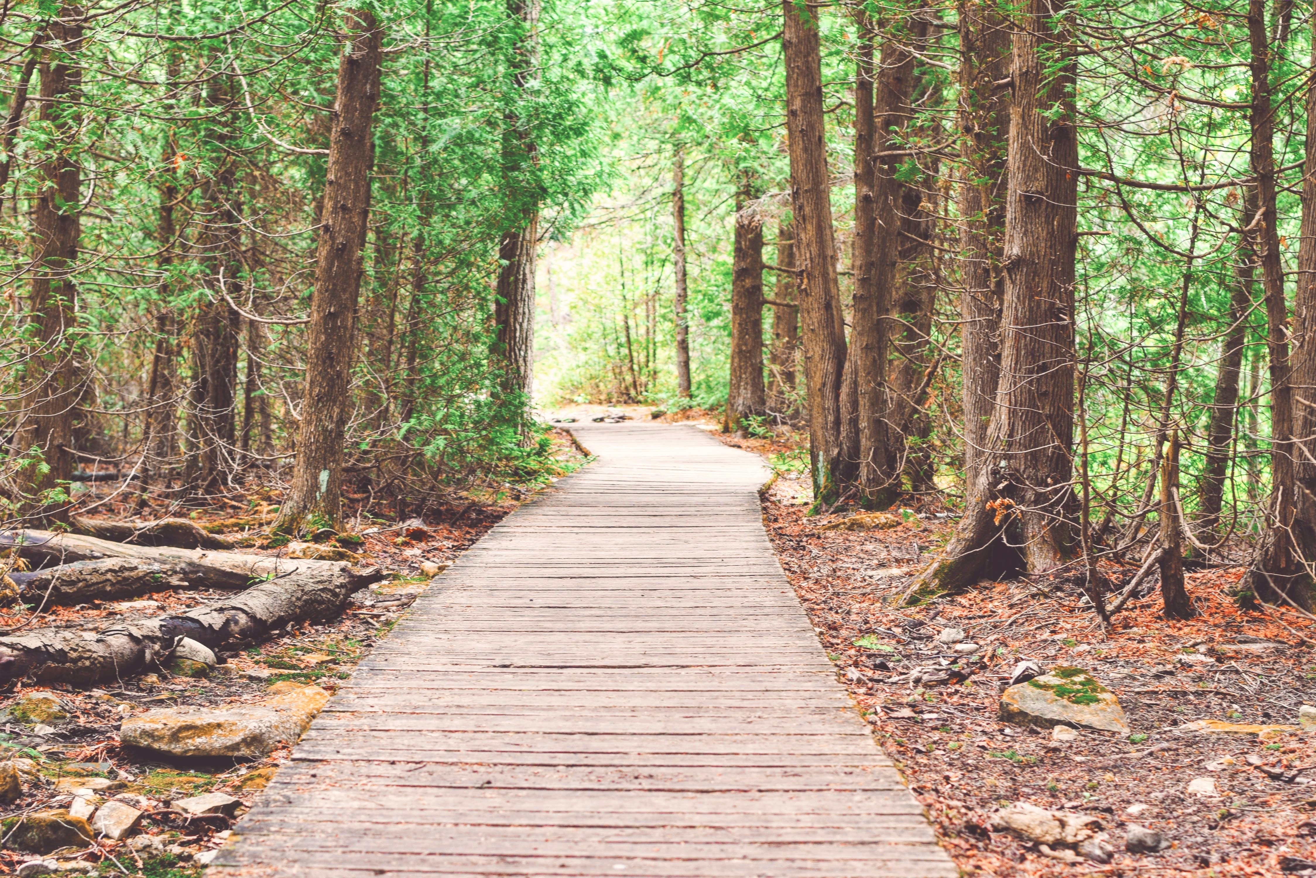 Chemin fait de planches de bois dans une forêt.