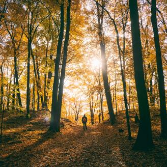 Randonneur dans une forêt de feuillus en automne.